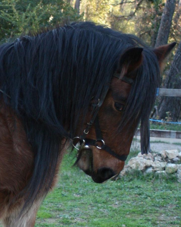 Portrait Rudolf